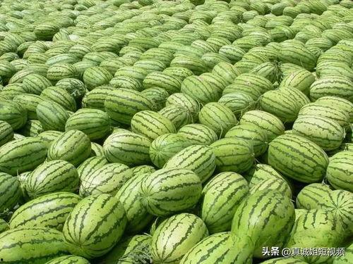 热门大瓜今日吃瓜155,揭秘热门事件155背后的惊人真相