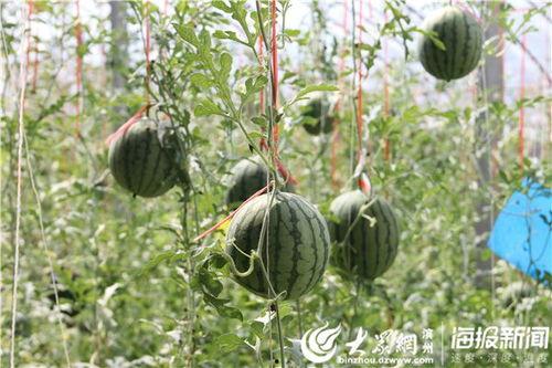 五一今日吃瓜视频,盘点热门视频背后的趣味与真相