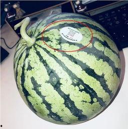 网红今日吃瓜,揭秘娱乐圈最新热点事件