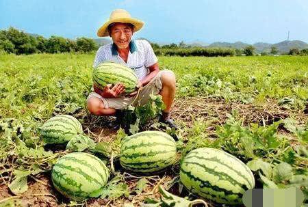 瓜农今日吃瓜在哪里,探寻瓜农的休闲时光