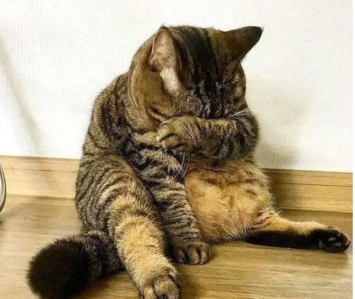 51今日吃瓜胖猫,胖猫带你领略网络热点新风向