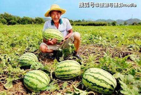 瓜农ccgg今日吃瓜,揭秘夏日消暑新潮流
